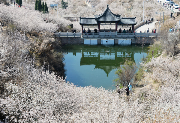 開往春天的地鐵 櫻桃花盛開，北宅大嶗櫻桃谷風(fēng)景正美（組圖）